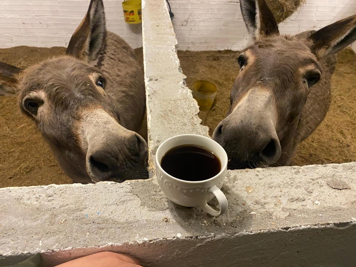 La Suiza Hospedaje Rancho Guadalupe المظهر الخارجي الصورة